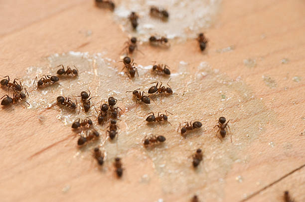 Best Best Pest Control Companies  in La Huerta, NM