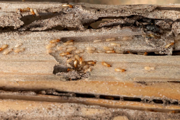 Best Wildlife Control Services  in La Huerta, NM