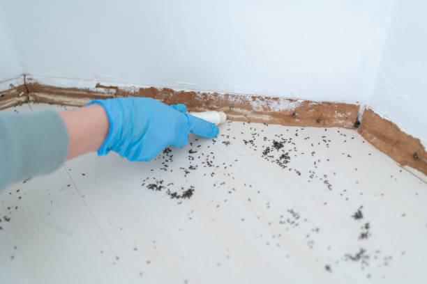 Best Cockroach Control Services  in La Huerta, NM